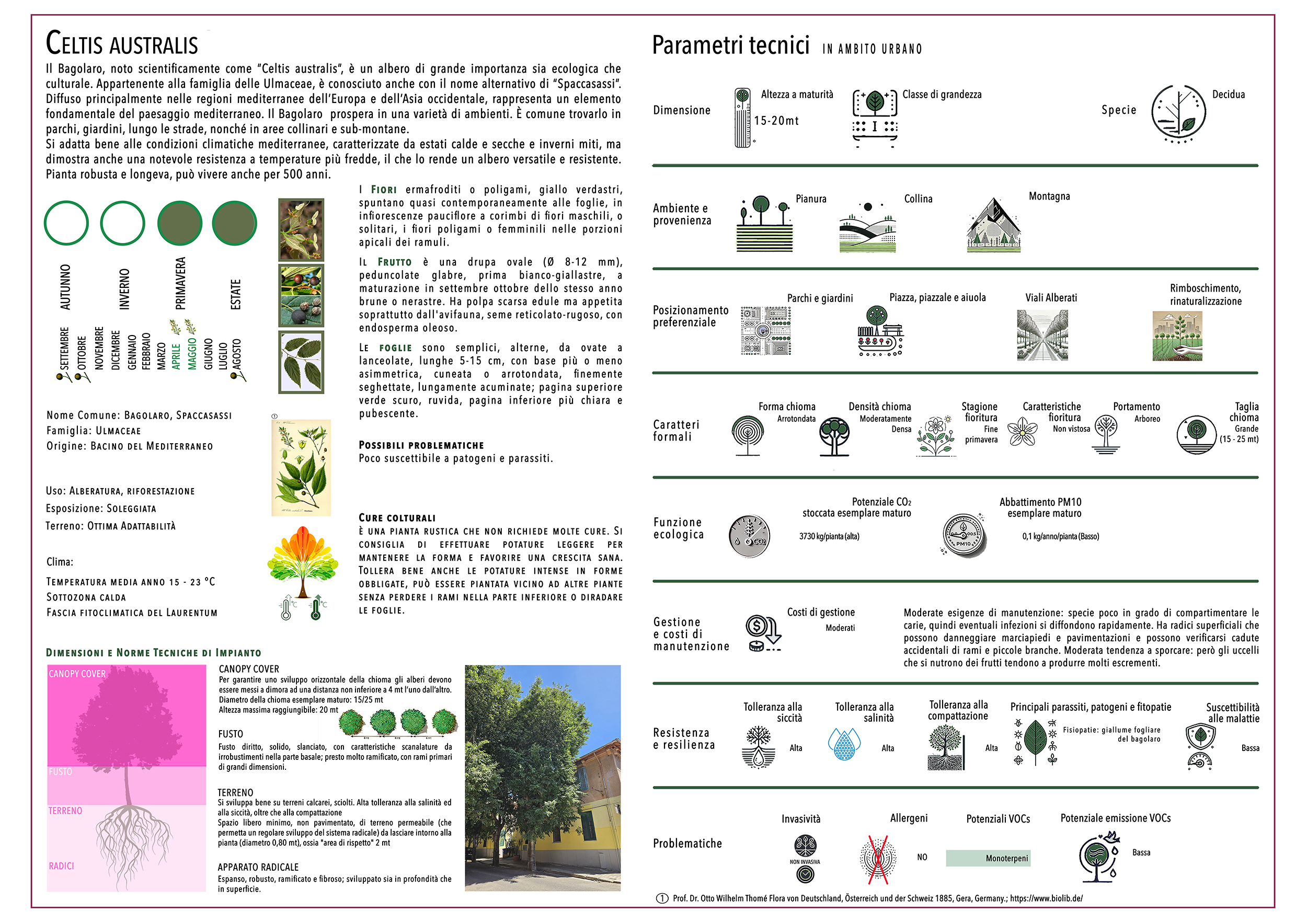 CELTIS AUSTRALIS