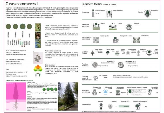 CUPRESSUS SEMPERVIRENS