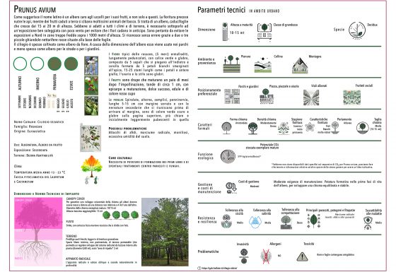 PRUNUS AVIUM
