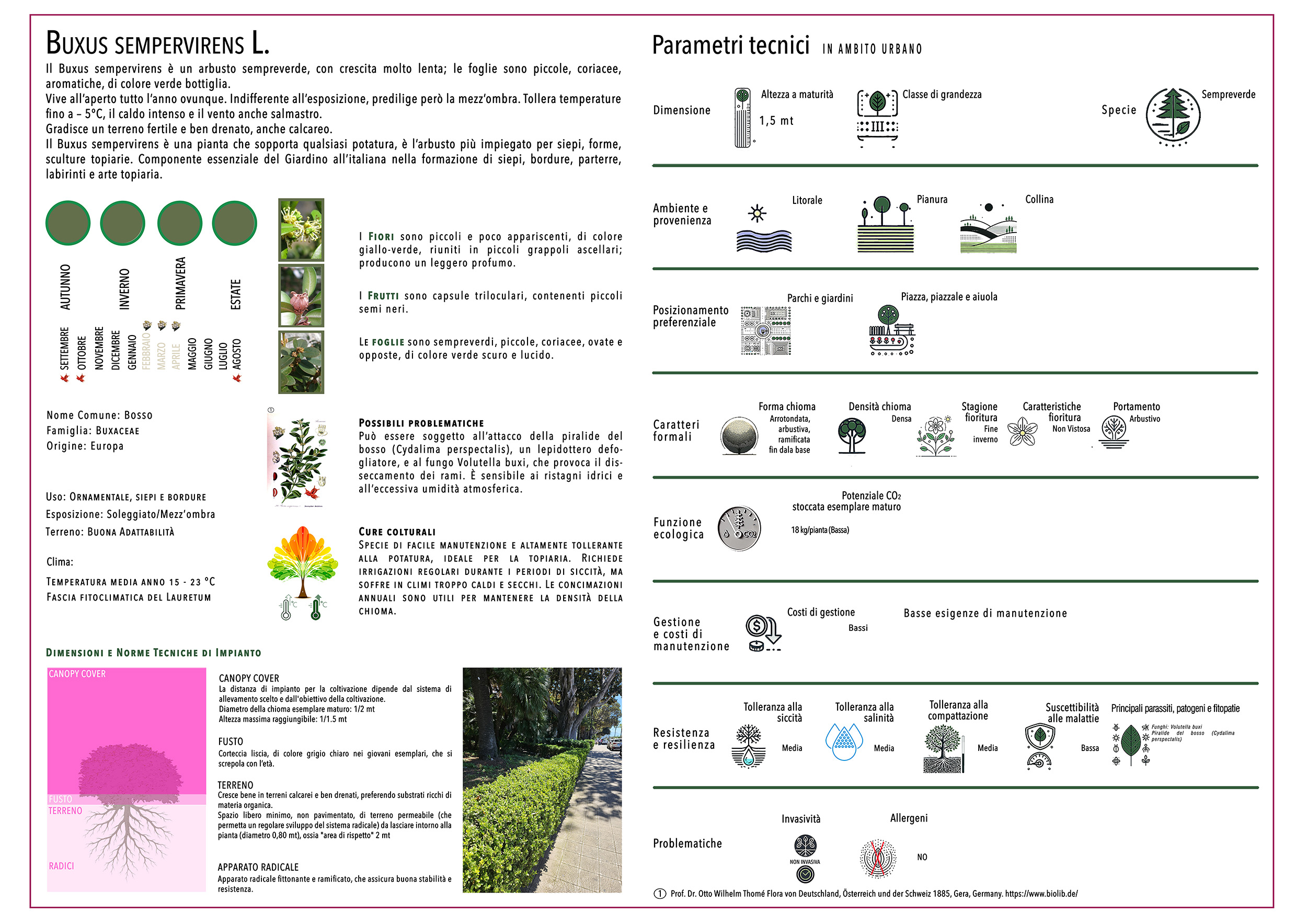 BUXUS SEMPERVIRENS