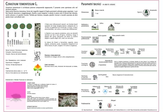 CERASTIUM TOMENTOSUM