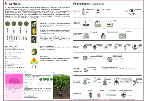 CITRUS MEDICA