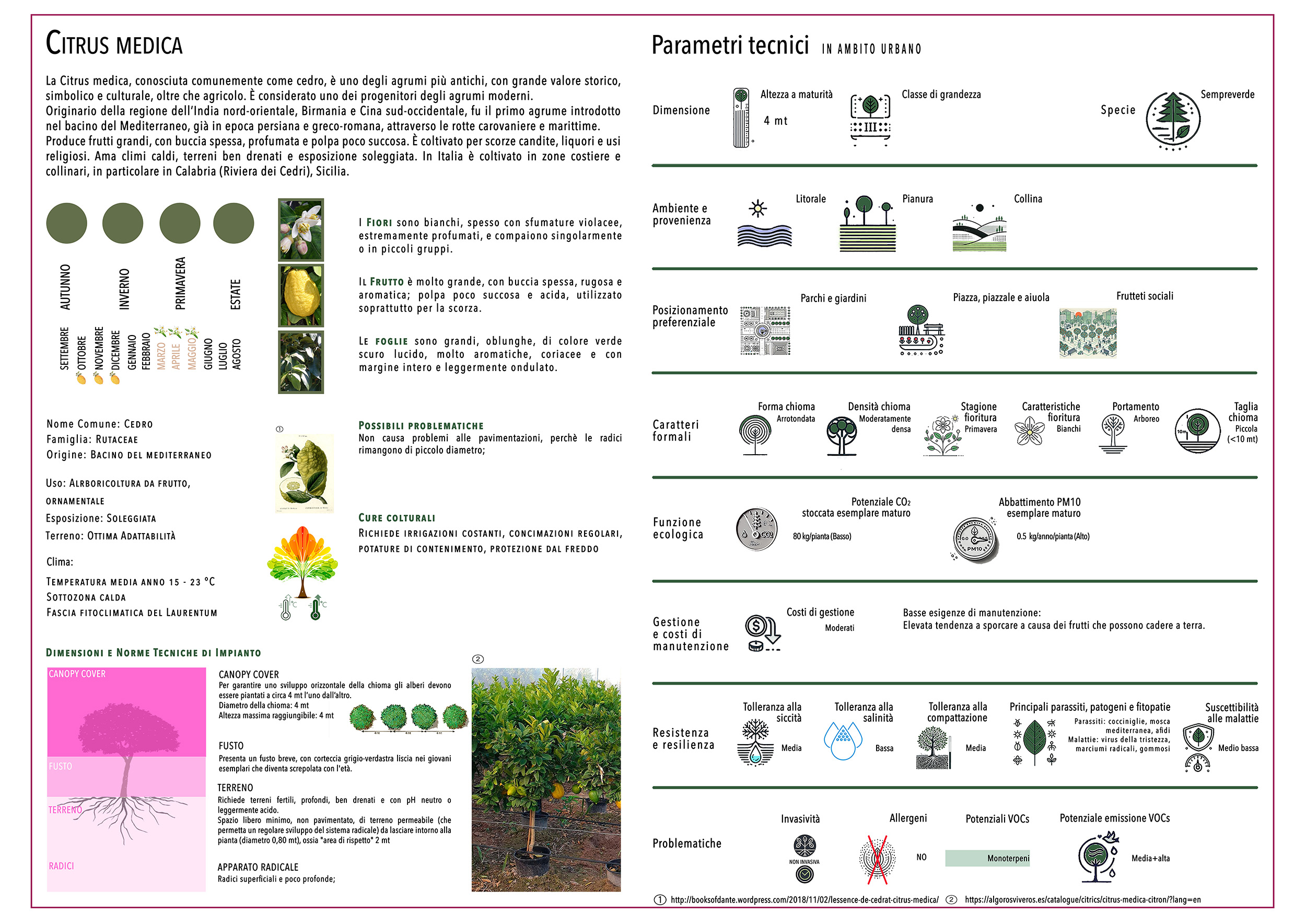 CITRUS MEDICA