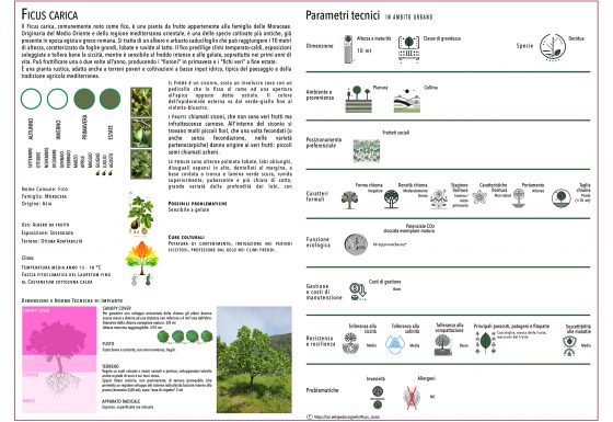 FICUS CARICA