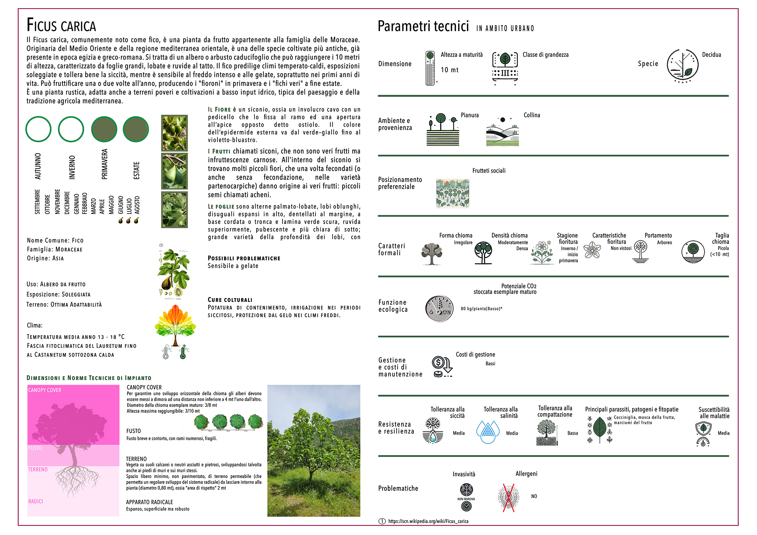 FICUS CARICA