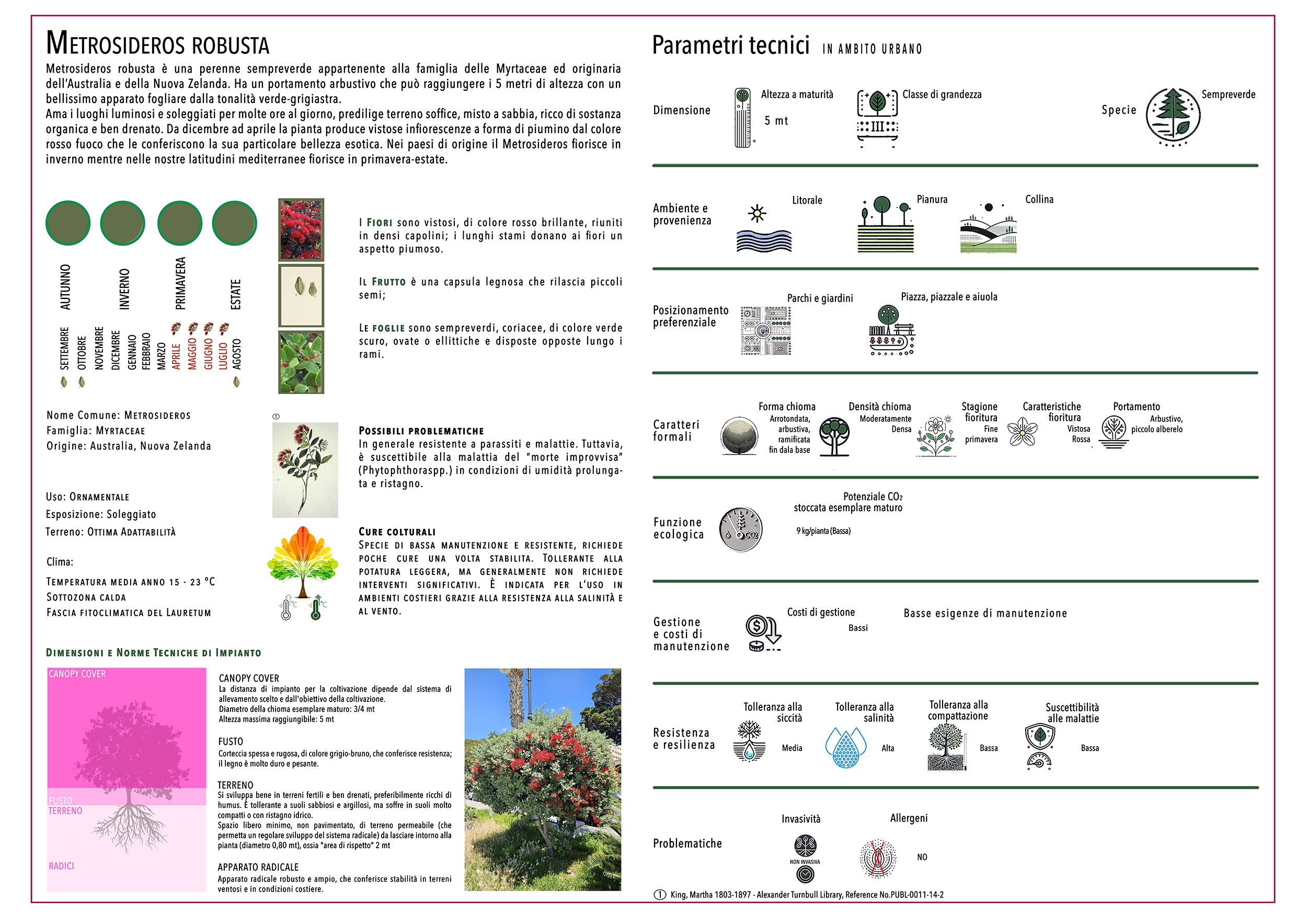 METROSIDEROS ROBUSTA