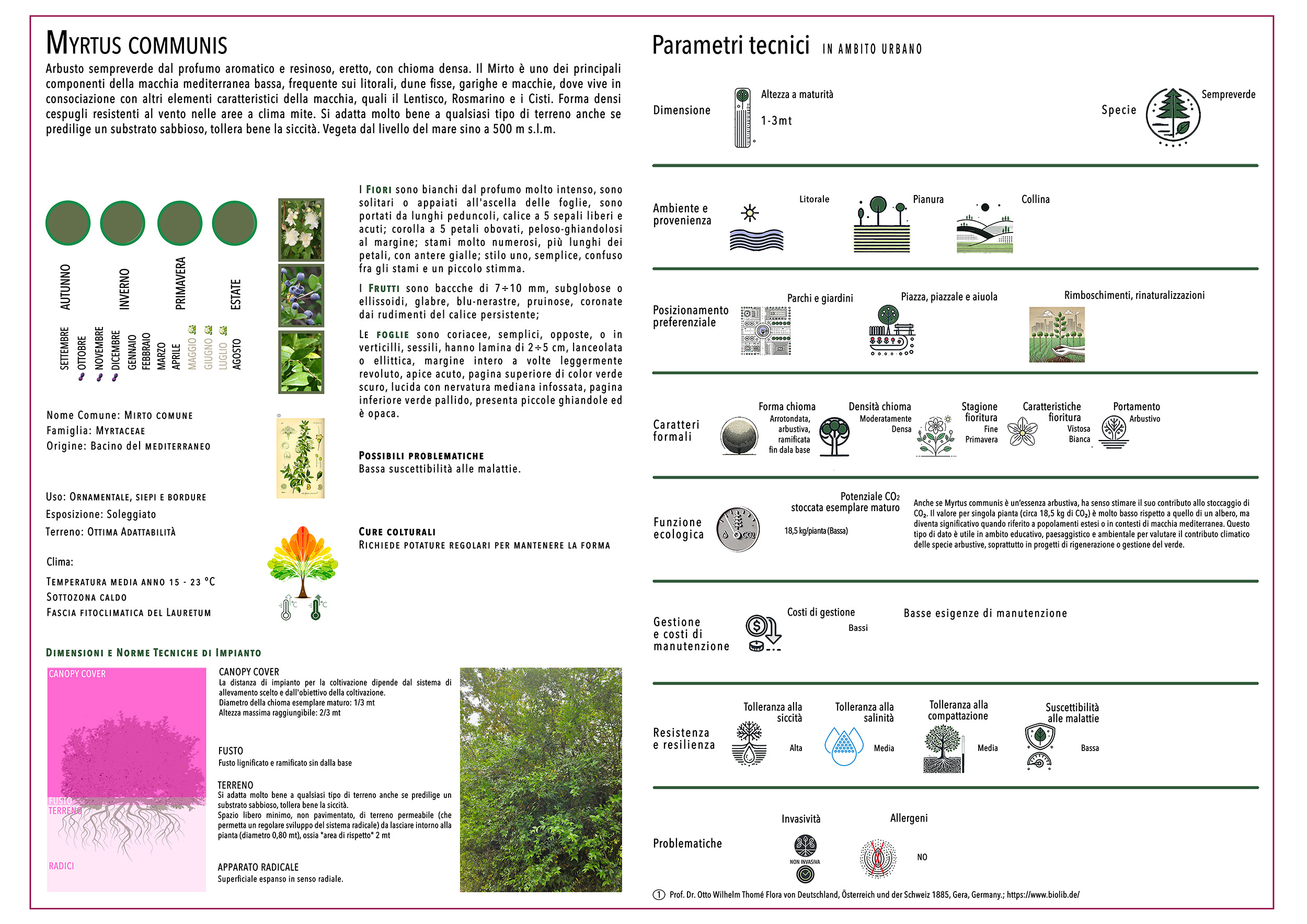 MYRTUS COMMUNIS