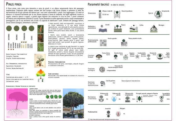 PINUS PINEA
