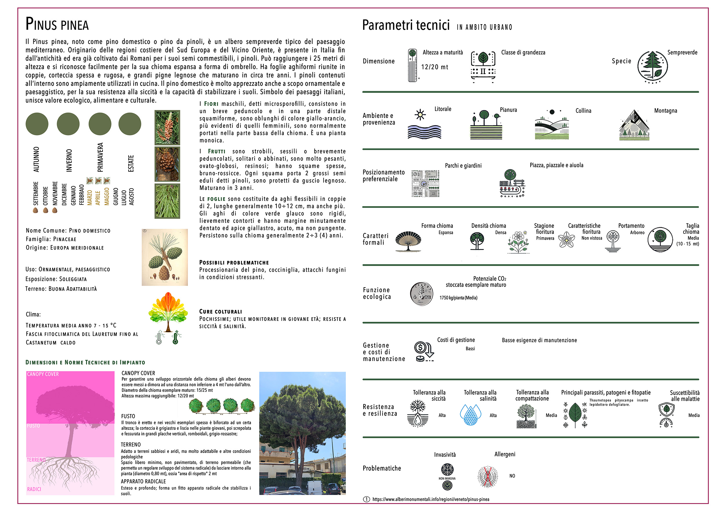 PINUS PINEA
