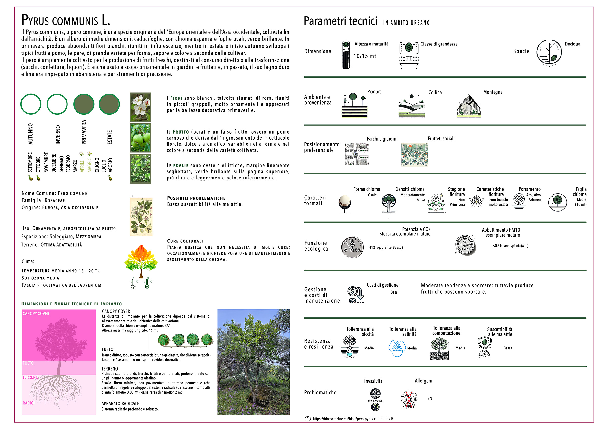 PYRUS COMMUNIS