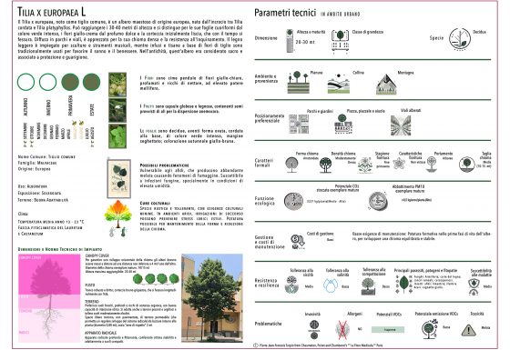 TILIA X EUROPAEA