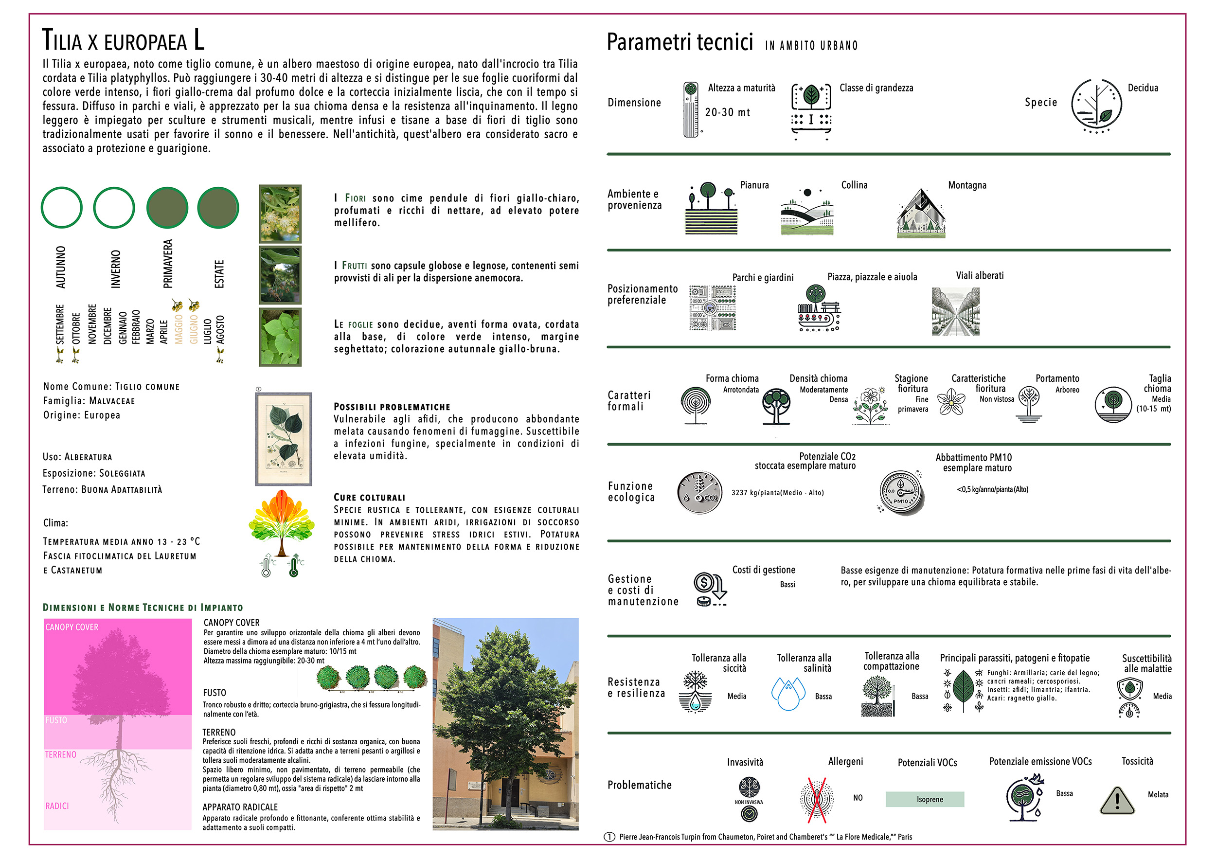 TILIA X EUROPAEA